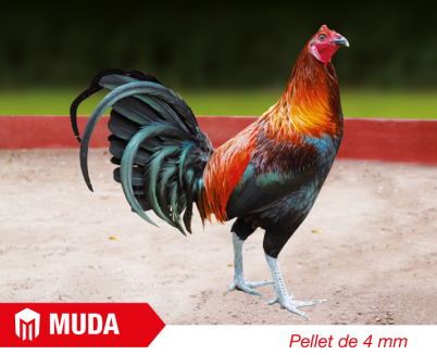 NAVAJA - ADULTO MUDA X 40 KG